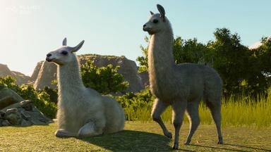 Planet Zoo: South America Pack CD Key Prices for PC