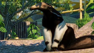 Planet Zoo: South America Pack Price Comparison